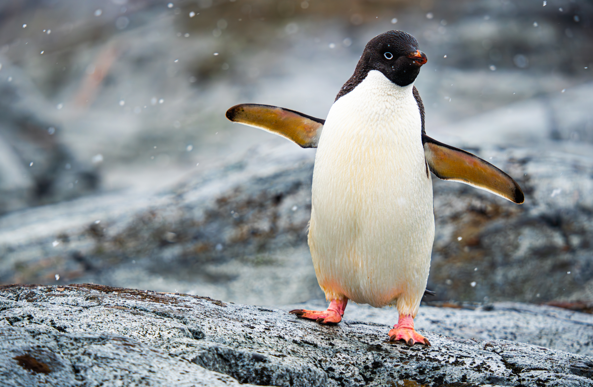 ANTARCTICA 360 - CG GALLERY | LLORET DE MAR